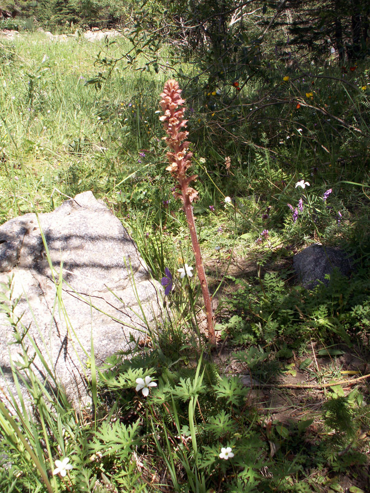 Изображение особи Orobanche lutea.