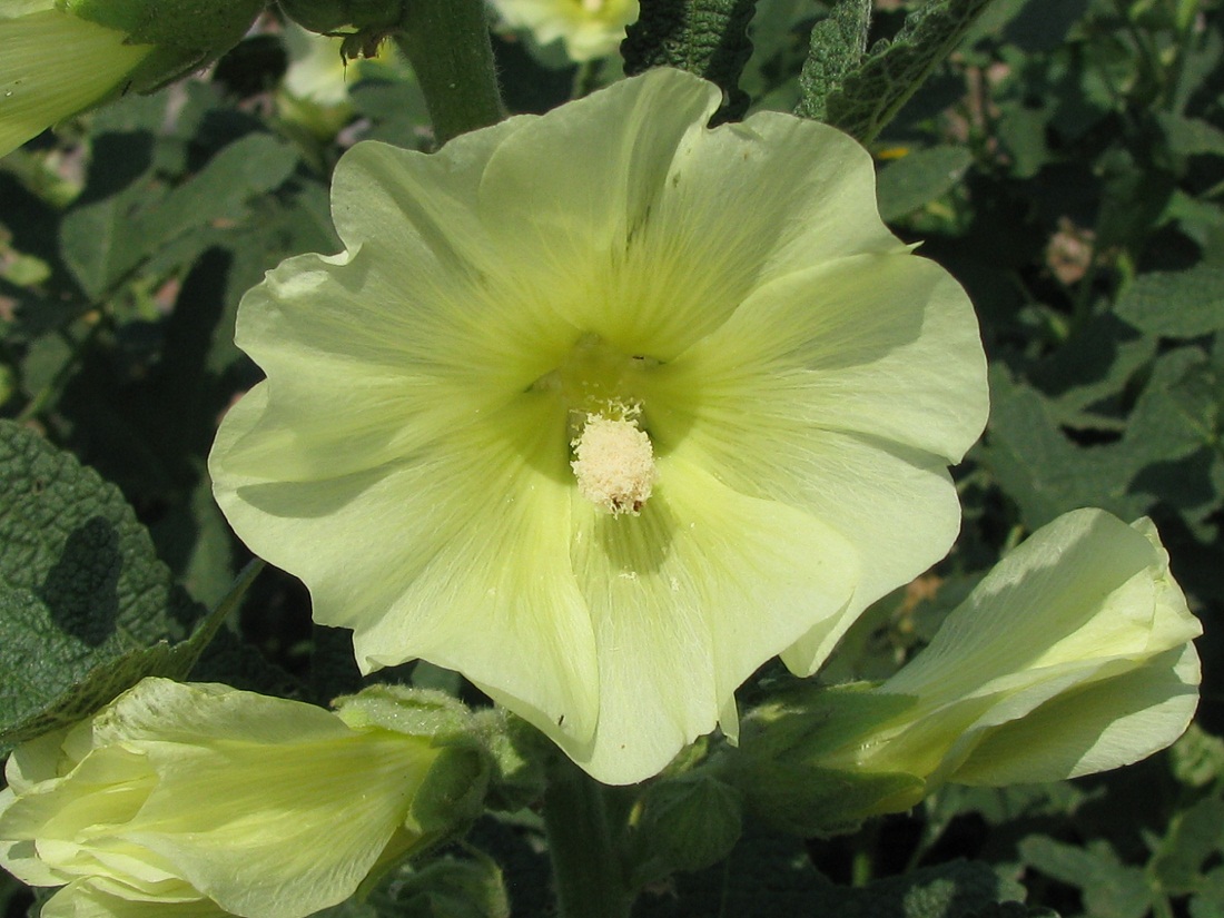 Image of Alcea rugosa specimen.