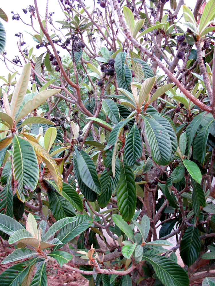 Изображение особи Eriobotrya japonica.