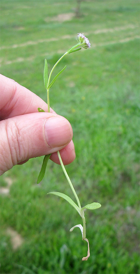 Image of Valerianella vesicaria specimen.