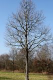 Corylus colurna. Молодое дерево, Германия, г. Кемпен, в городском саду. 05.03.2013.