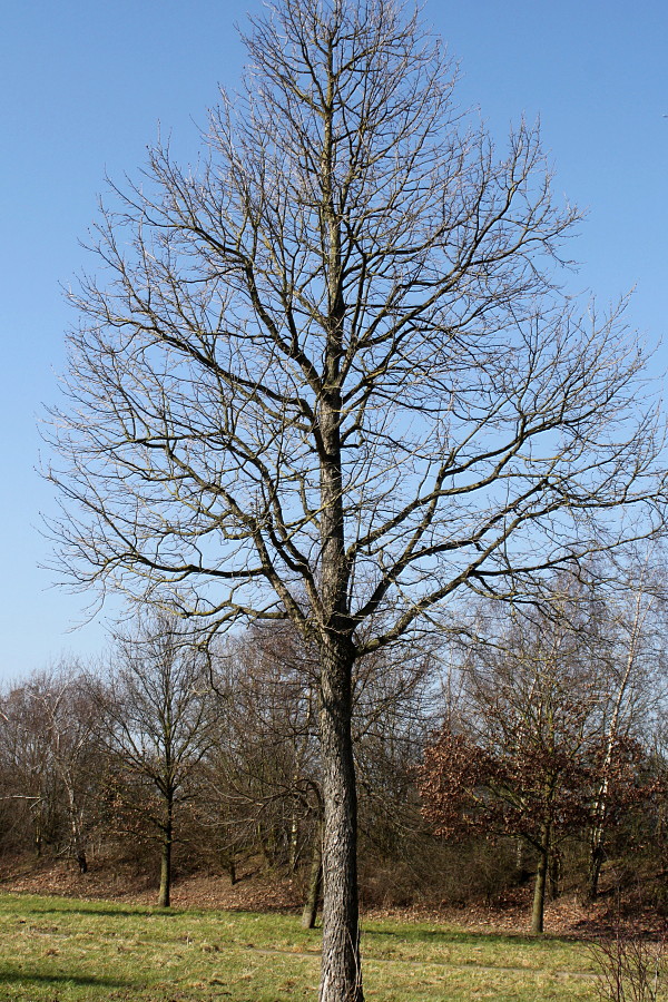 Изображение особи Corylus colurna.
