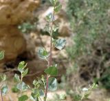 Atriplex halimus