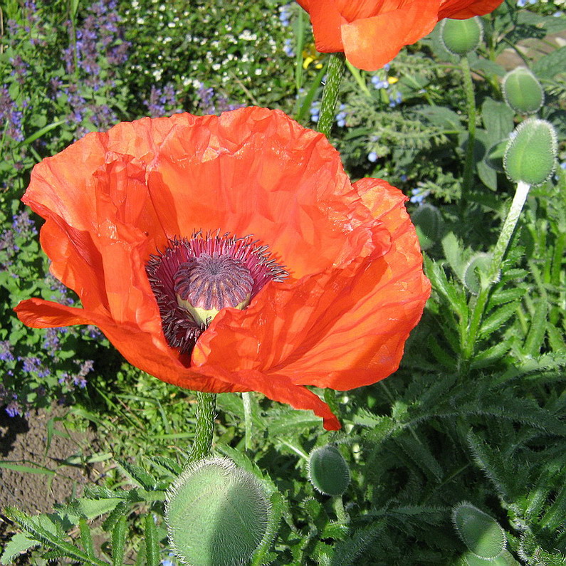 Изображение особи Papaver setiferum.