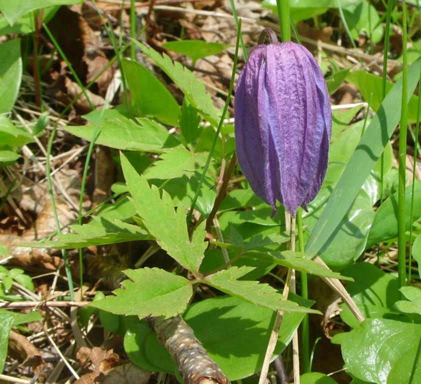 Изображение особи Atragene ochotensis.