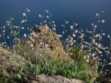 Oberna crispata. Цветущие растения. Южный Берег Крыма, гора Аюдаг. 26 апреля 2013 г.