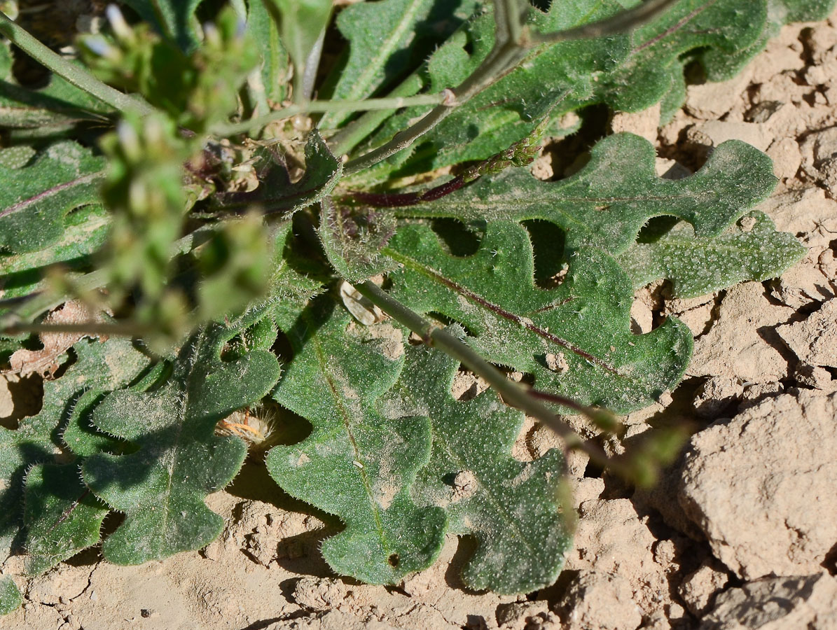 Image of Limonium lobatum specimen.