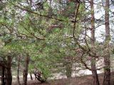 Pinus contorta. Часть кроны дерева. Ставропольский край, г. Кисловодск, Курортный парк верхний, посадки на пологом склоне. 27.03.2013.