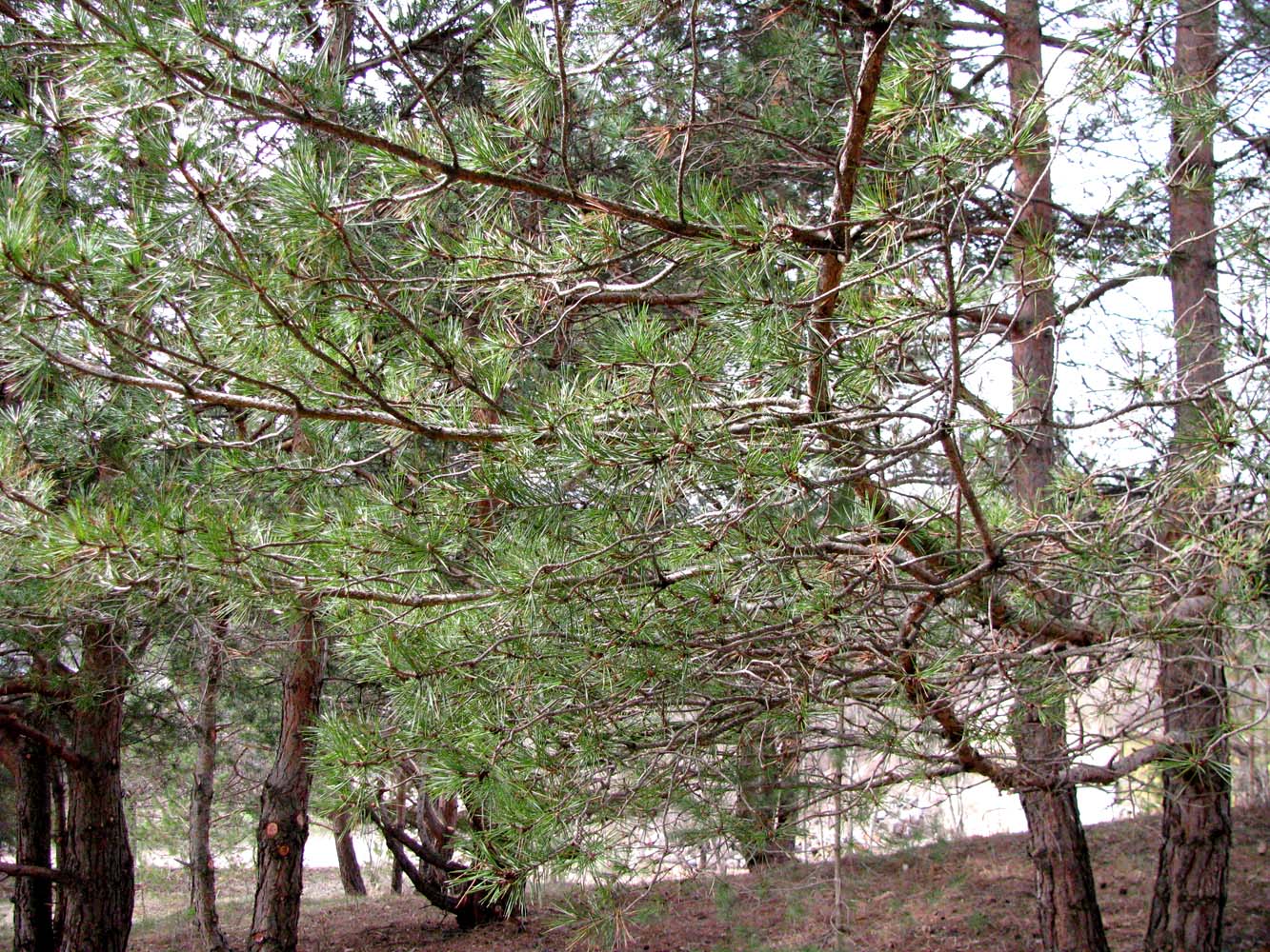 Изображение особи Pinus contorta.