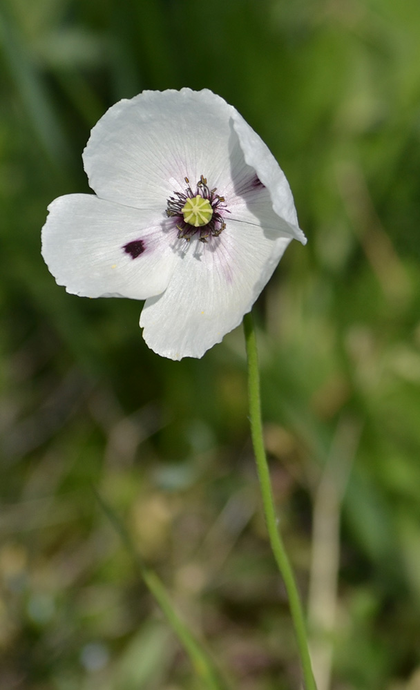 Image of Papaver albiflorum specimen.