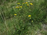 Inula aucheriana