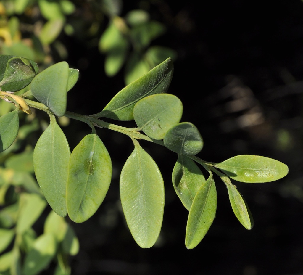 Изображение особи Buxus sempervirens.