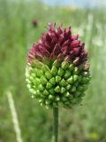 Allium sphaerocephalon