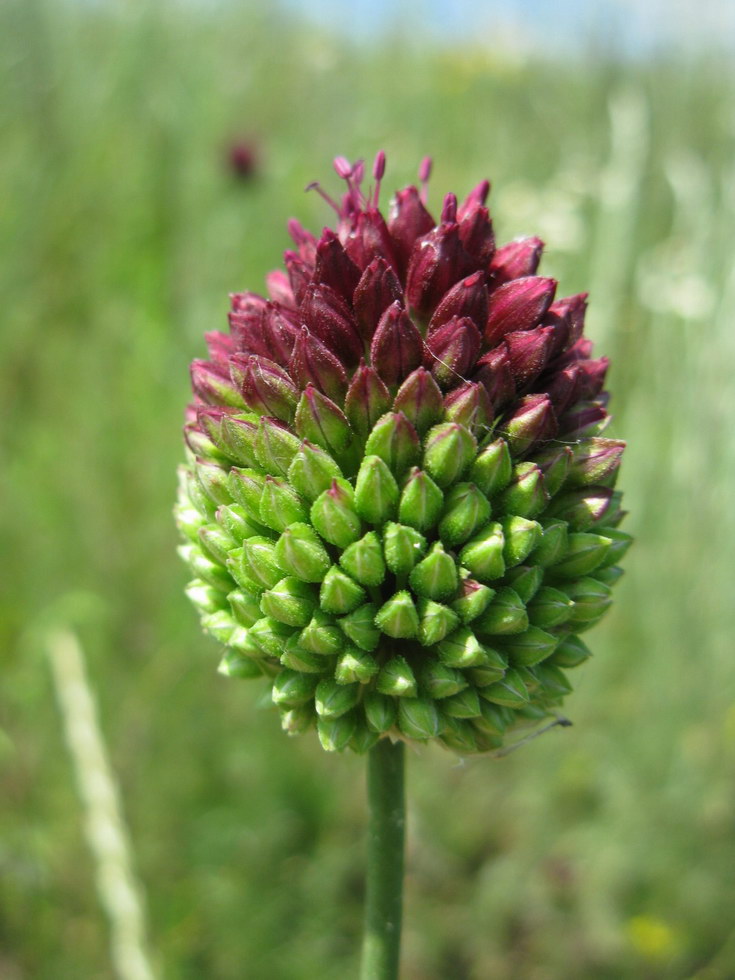 Image of Allium sphaerocephalon specimen.