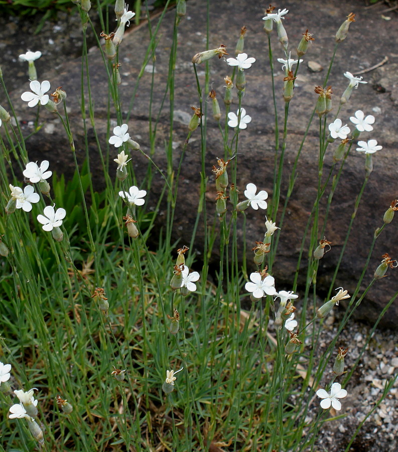 Изображение особи Dianthus minutiflorus.