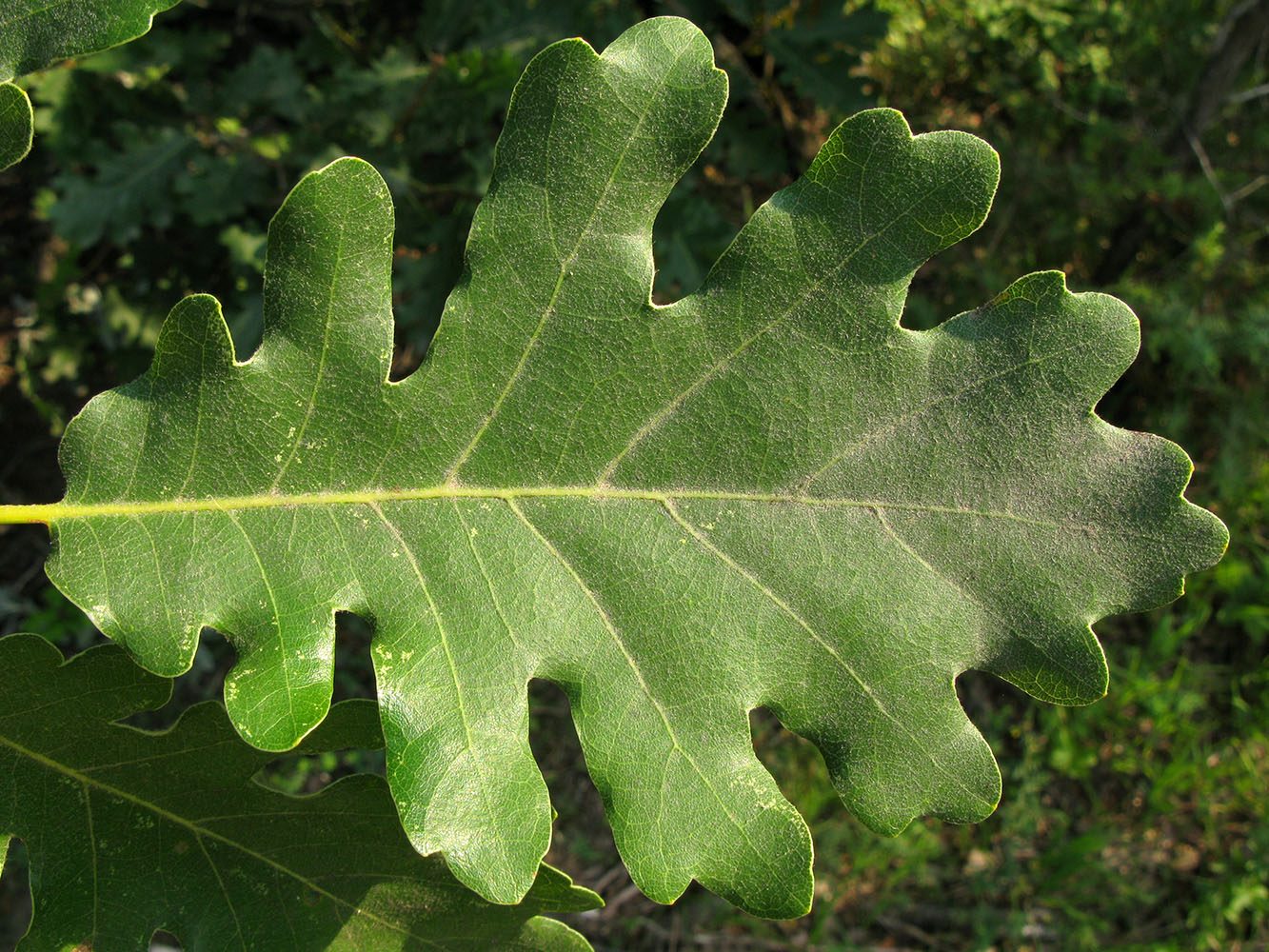 Изображение особи Quercus pubescens.