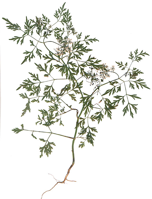 Image of Aethusa cynapium specimen.