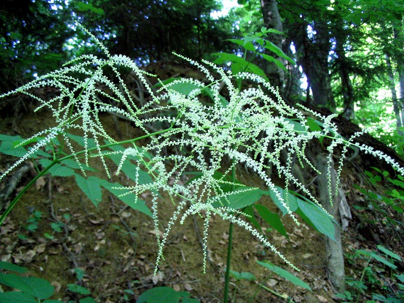 Image of Aruncus sylvestris specimen.