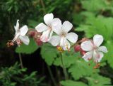 Geranium macrorrhizum. Цветки. Финляндия, окрестности г. Коувола, лесопарк Арборетум Мустила. 8 июня 2013 г.