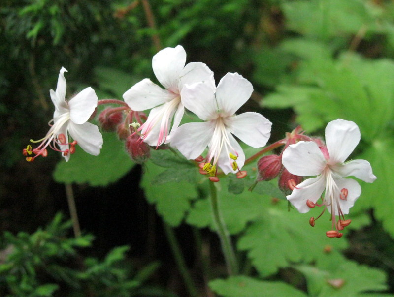 Изображение особи Geranium macrorrhizum.