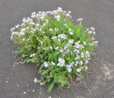 Polemonium boreale. Цветущее растение. Камчатский край, Ключевская группа вулканов, Толбачинский дол, окраина лавового поля. 17.07.2013.