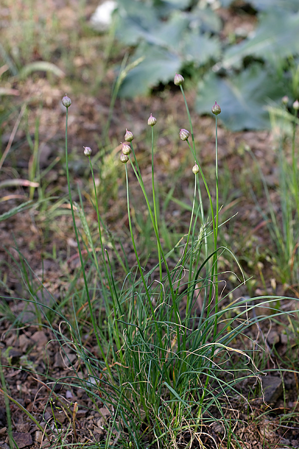 Image of genus Allium specimen.