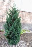 Juniperus chinensis