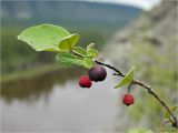 Cotoneaster melanocarpus. Верхушка веточки плодоносящего растения. Якутия, Хангаласский улус, берег р. Буотамы, горный склон. Август 2013 г.