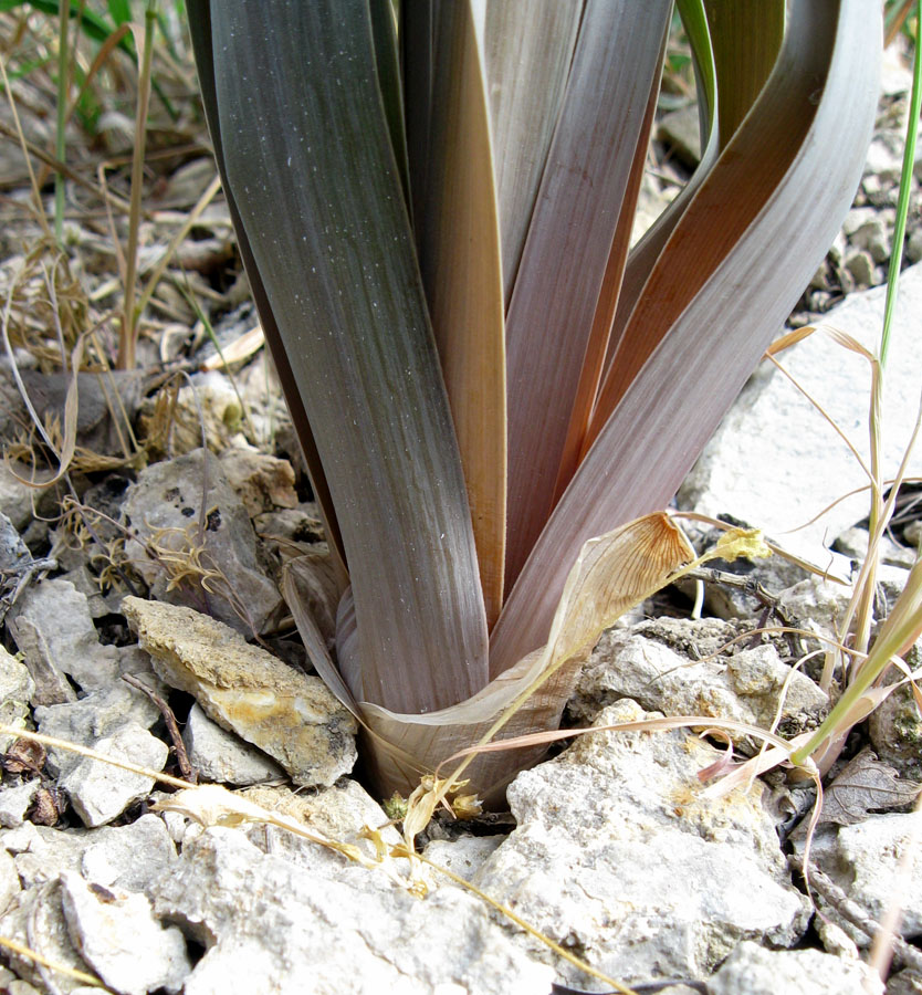 Image of Eremurus jungei specimen.