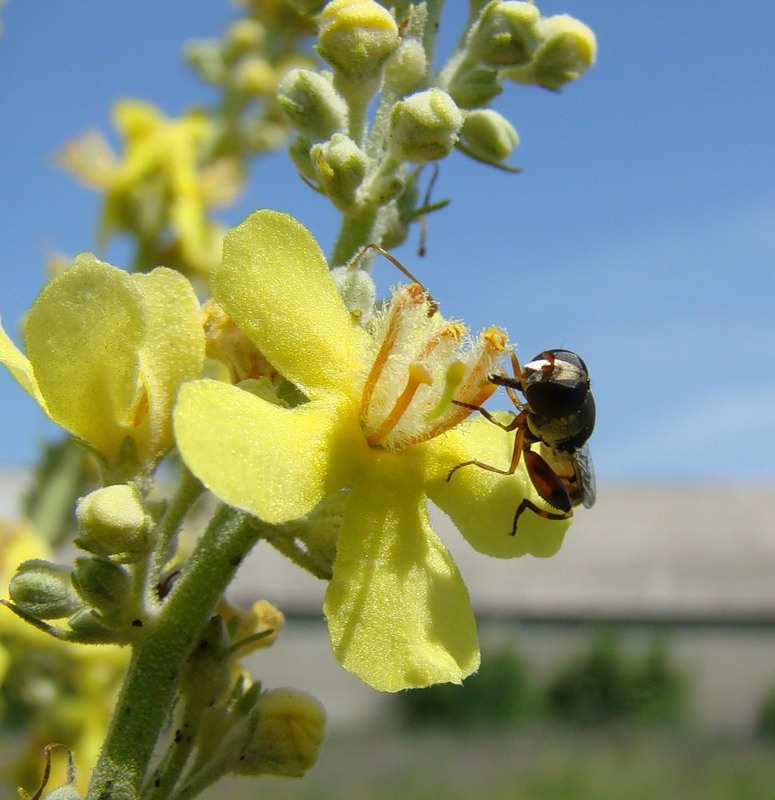 Изображение особи Verbascum lychnitis.