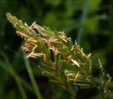 Anthoxanthum odoratum
