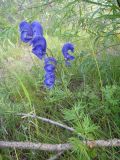 Aconitum turczaninowii. Цветущее растение. Республика Бурятия, Баунтовский эвенкийский р-н, окр. пос. Северный, долина р. Има, береговая граница разнотравного сырого луга. 04.08.2013.