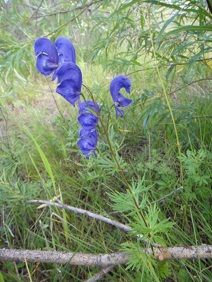 Изображение особи Aconitum turczaninowii.