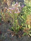 Limonium &times; erectiflorum