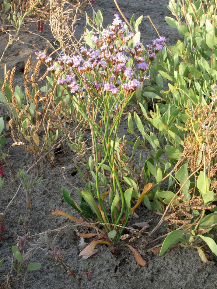 Image of Limonium &times; erectiflorum specimen.