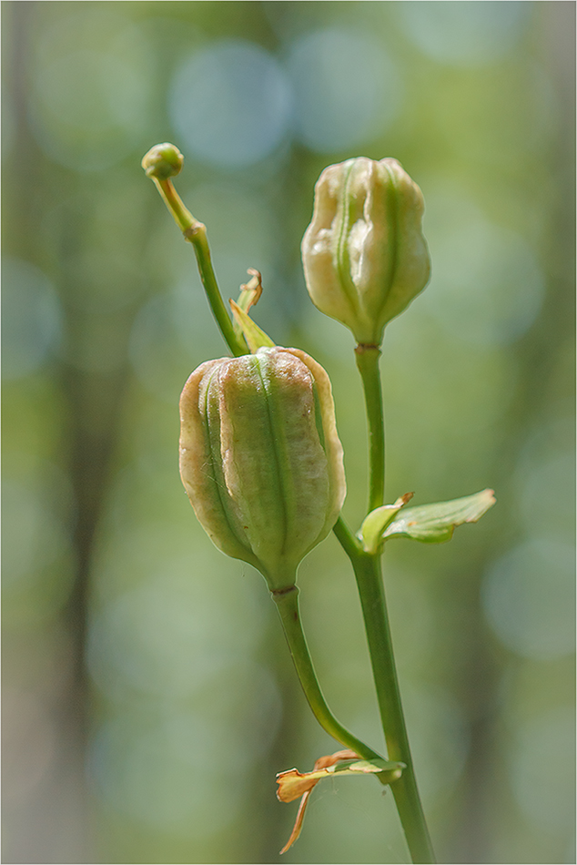 Изображение особи Lilium caucasicum.