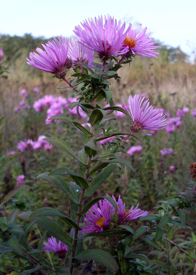 Изображение особи Symphyotrichum novae-angliae.