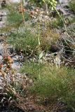 Ferula ugamica. Зацветающее растение. Южный Казахстан, хр. Каржантау, ущ. Кызылбулак. 27.05.2013.