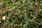 Blitum virgatum. Плодоносящее растение. Германия, г. Дюссельдорф, Ботанический сад университета. 14.08.2013.