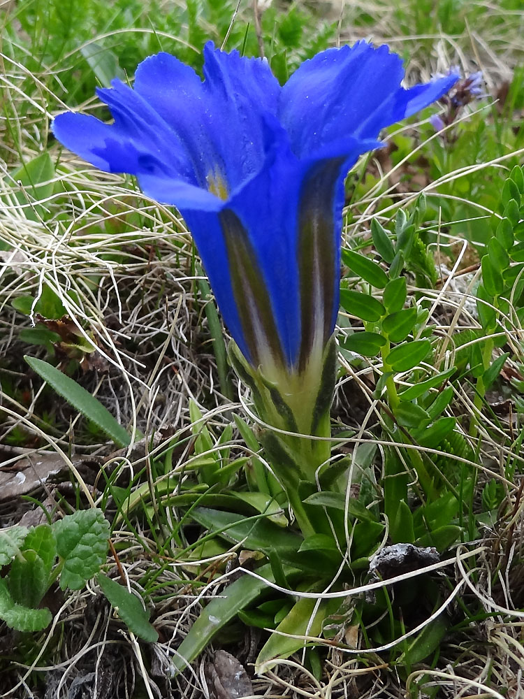 Image of Gentiana grandiflora specimen.