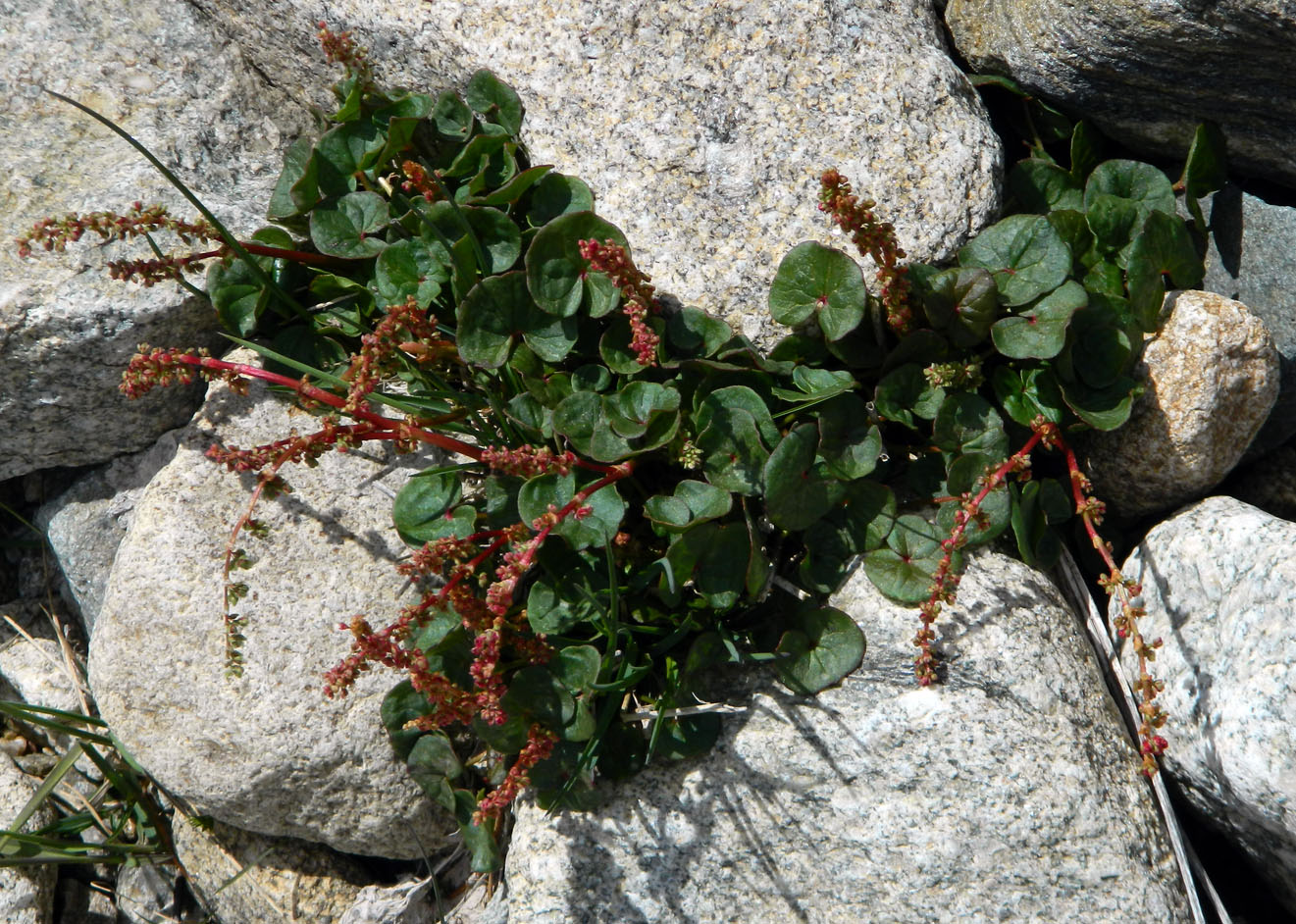 Image of Oxyria digyna specimen.