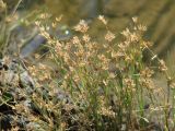 Juncus nastanthus