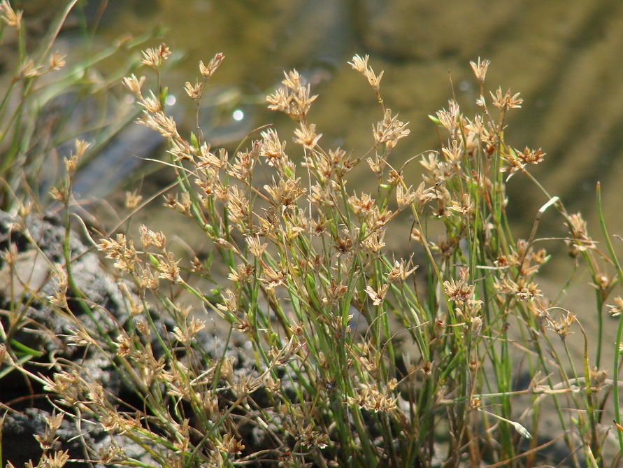 Image of Juncus nastanthus specimen.