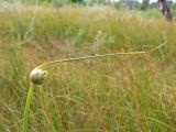 Allium savranicum. Раскрывающееся соцветие с еще зелеными листочками покрывала. Украина, Луганская обл, Славяносербский р-н, отделение \"Трехизбенская степь\" Луганского природного заповедника, песчаная терраса Северского Донца. 28.07.2013.