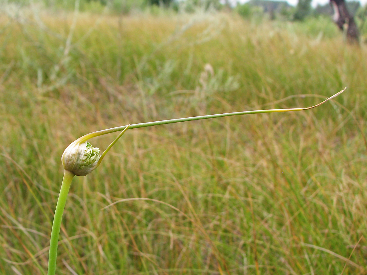 Image of Allium savranicum specimen.