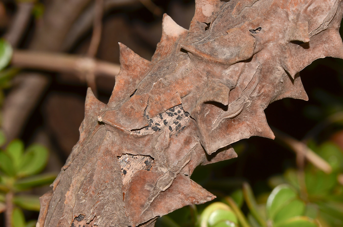 Image of Kalanchoe beharensis specimen.