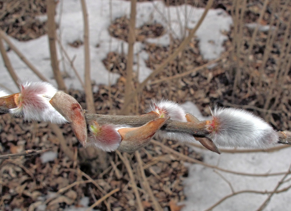 Image of Salix siuzevii specimen.