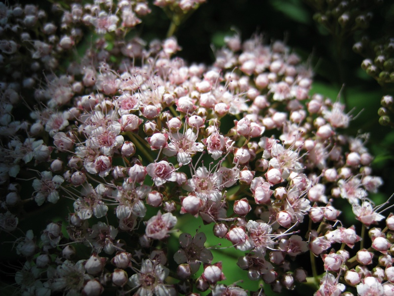 Изображение особи Spiraea japonica.