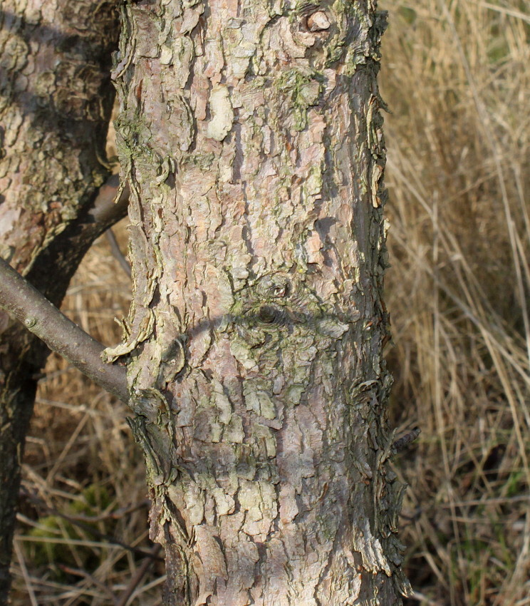 Image of Davidia involucrata var. vilmoriniana specimen.