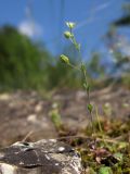 Arenaria serpyllifolia. Цветущее растение. Краснодарский край, м/о г. Новороссийск, гора Большой Маркотх. 03.05.2014.